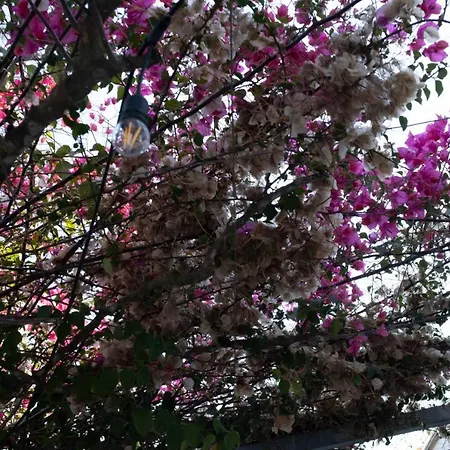 Casa de Férias Al Vecchio Ulivo *