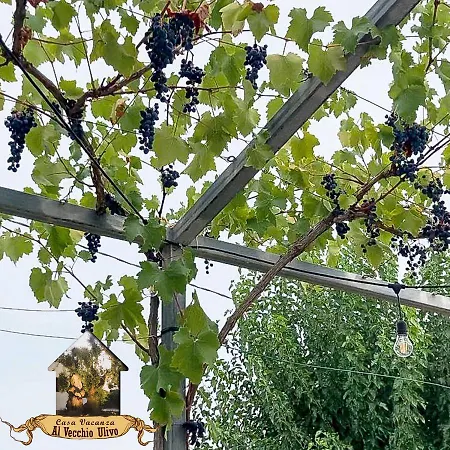 Al Vecchio Ulivo * Φαζάνο