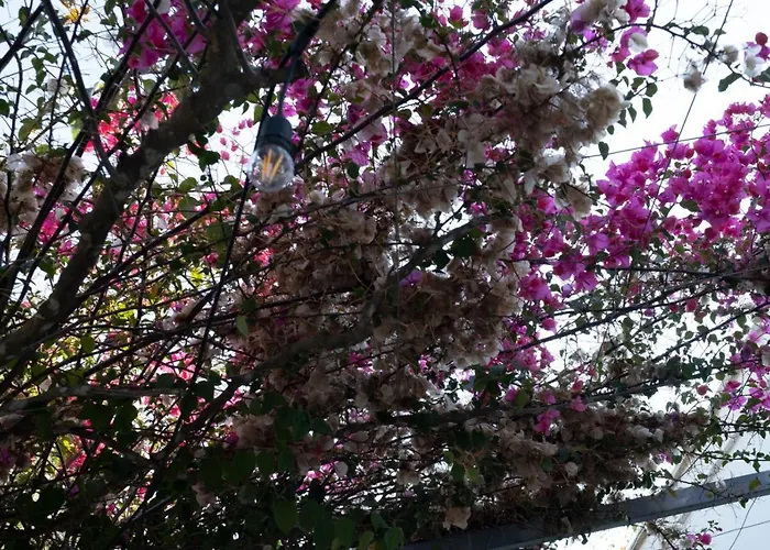 Nyaraló Al Vecchio Ulivo *